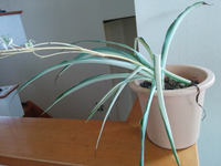 オリヅルラン いつもうまく育てられません 水は10日くらい前にあげました Yahoo 知恵袋