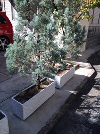 この植木は何という木でしょうか 形はもみの木に似ています 幹 葉とも Yahoo 知恵袋