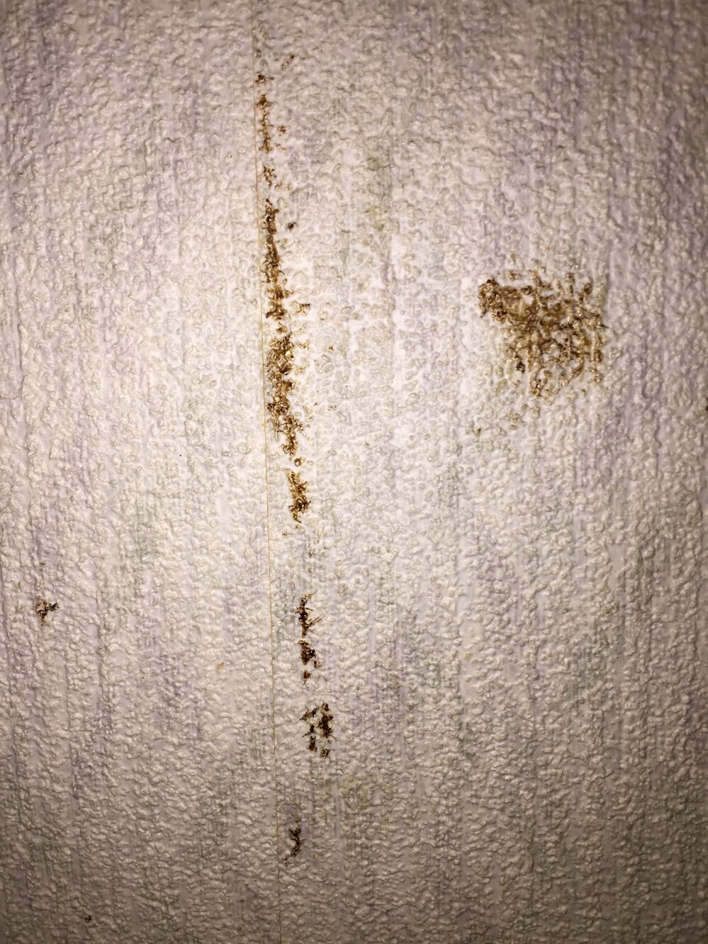 壁紙の汚れ ゴキブリの糞 壁紙の汚れ ゴキブリの糞でしょうか 詳しい Yahoo 知恵袋