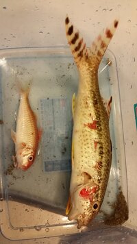 アイゴ サンノジの美味しい食べ方 磯釣りの外道で良く釣れるのですがどの Yahoo 知恵袋