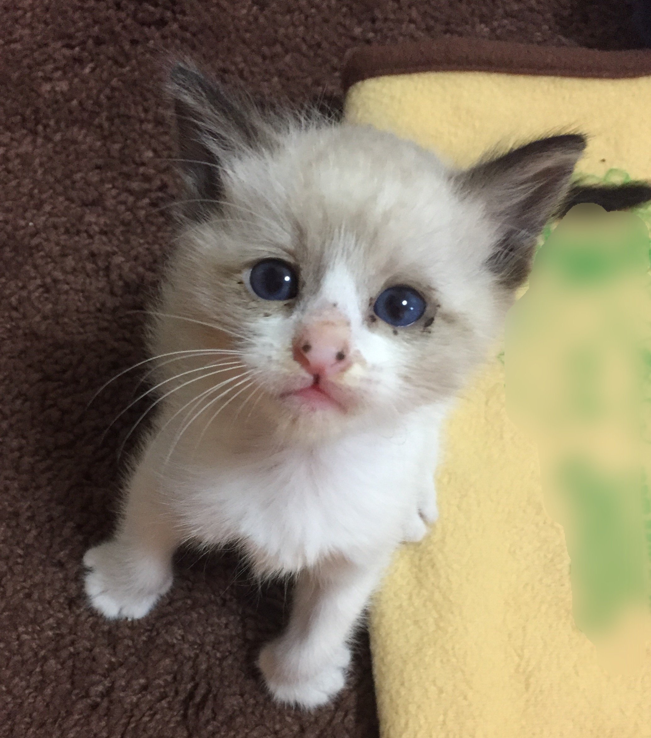 猫のキバを削る料金っていくらくらいでしょうか？あまり深く削る 