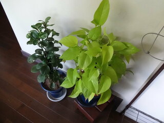 画像左側の観葉植物で 多肉植物のペペロミア オブツシフォリア コショ Yahoo 知恵袋