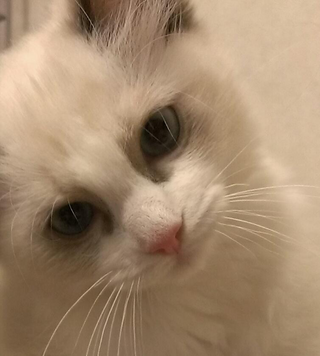 これって涙やけでしょうか W ラグドールの子猫の目 Yahoo 知恵袋