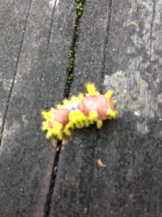 黄色い毛虫がいました これは何の幼虫ですか イラガの幼虫です 毒がありま Yahoo 知恵袋