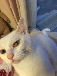 画像あり猫の目やに 病気ですか よくうちの猫は茶色の目やに を目の周りに Yahoo 知恵袋