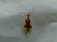 触角が長く赤い この虫は何でしょうか 最近家の中で何匹か発見したのですが Yahoo 知恵袋