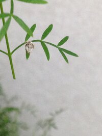 害虫について ボロニアを育てているのですが 変な虫が何匹かついていて Yahoo 知恵袋