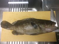 長崎県の日本海側で釣れた魚です クエだと思って美味しくいただいたので Yahoo 知恵袋