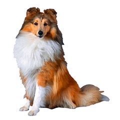 愛らしいコリーが登場する映画はありますか コリー犬好きで実際 実家で飼っ Yahoo 知恵袋