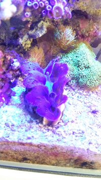 先週買ったヒメシャコガイが きれいに開いてくれません ９０ｃｍ水槽で１５ Yahoo 知恵袋