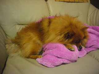 うちのポメラニアンは普通のポメに比べて見た感じ大きいですか うちのポメち Yahoo 知恵袋