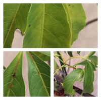 種から育てたバオバブのギボウサですが 葉にハダニ かと思うような Yahoo 知恵袋