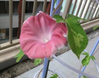 朝顔の種の期限について教えてください 去年朝顔からとった種があり Yahoo 知恵袋