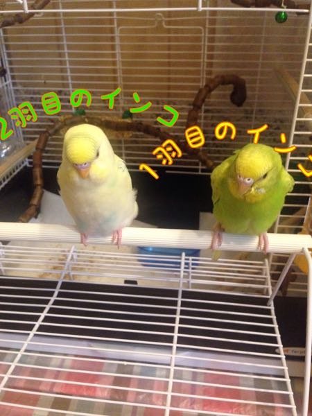 この漫画の名前を教えて下さい。また日本で読めますか？読める場合