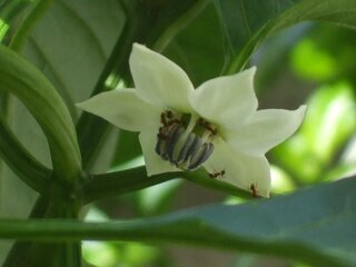 ピーマンの花にアリがたくさんついていますこのアリは何をしていますか もし Yahoo 知恵袋