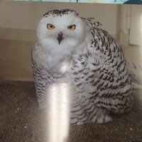 このフクロウはなんという種類のフクロウですか 先日上野動物園に行ったので Yahoo 知恵袋