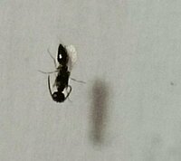 家の中にいるハネ蟻のような虫ですがなんでしょうか 体長は4ミリ程度です 最近見 Yahoo 知恵袋