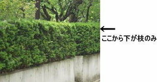 いちいの生垣についての質問です 剪定を植木屋さんにお願いしたのですが 上部５c Yahoo 知恵袋