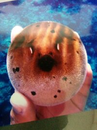 沖縄の浜辺にいる小さな青い魚の名前を教えて下さい また地元の方は食べ Yahoo 知恵袋