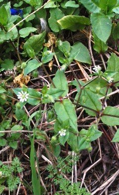 秋ですが 草むらに咲く小さな白い花の雑草の名前をおしえてください ウシハ Yahoo 知恵袋