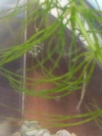 水槽にマツモを入れていますが写真のようなものがたくさん付着していますピ Yahoo 知恵袋
