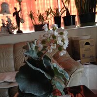 5日前に近くのホームセンターの園芸売り場で買って来た植物なのですがこの植物名が Yahoo 知恵袋