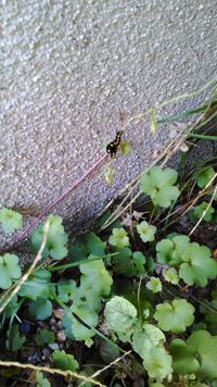 尺取り虫の餌は何ですか 樹木に居た尺取虫は 基本的にその木の葉っぱを食 Yahoo 知恵袋