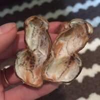 落花生収穫後一部を翌年の種用に乾燥保存しています 今年もその種を蒔きま Yahoo 知恵袋