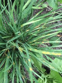 ニラが病気のようです D 病名教えて下さい どうしたら良いでしょうか Yahoo 知恵袋