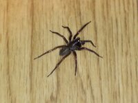 この脚長の黒い蜘蛛の名前を教えて下さい 家の中に出ました 脚が長いです 脚を入 Yahoo 知恵袋