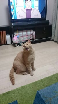 ヘア ブリティッシュ ない ショート なつか