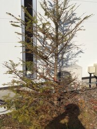 昨年 11月に植えたもみの木が片方だけ 枯れてきてしまいました どうしたらいい Yahoo 知恵袋