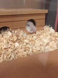 ハムスターの口の近く ヒゲのとこ が毛がはえていない状態なんですが なん Yahoo 知恵袋