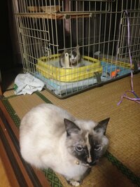 先住猫がいる部屋で子猫をケージから出すタイミング 皆様はどうされました Yahoo 知恵袋