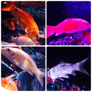 アクアリウム 病気 アート
