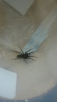 この蜘蛛はなんという種類でしょうか 家にいました大きさは1cm 1 5cm程です 教えて 住まいの先生 Yahoo 不動産