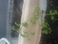 バッタにハーブを食べられます 泣 庭にバジルとレモンバームを植えているのです Yahoo 知恵袋