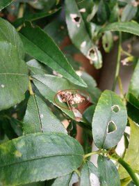 モッコウバラの葉が食べられています 9月に気が付きました なにか害虫がいるの Yahoo 知恵袋