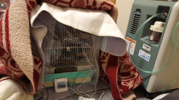 はじめまして。 - 今、14歳になりますコザクラインコを飼っているの