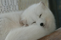 寒さに強い動物といえば何を思いつきますか ホッキョクギツネオコジョノウサ Yahoo 知恵袋