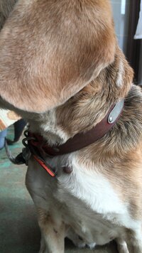 犬の目の下に大きなできもの これなんですか 写真のように 犬 Yahoo 知恵袋