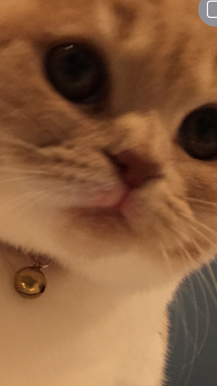 猫の唇に異常があります。好酸球性肉芽腫というやつでしょうか 