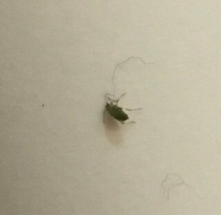 緑の1mm程の小さな虫が大量発生しています 写真あり アブラムシ カメムシ Yahoo 知恵袋