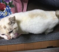 猫のお腹が膨れるのですが 妊娠なのか 病気なのかわかりません Yahoo 知恵袋