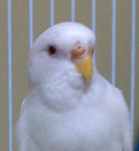 アルビノのセキセイインコの性別について教えて下さい 飼い始めて一年経つアルビノ Yahoo 知恵袋
