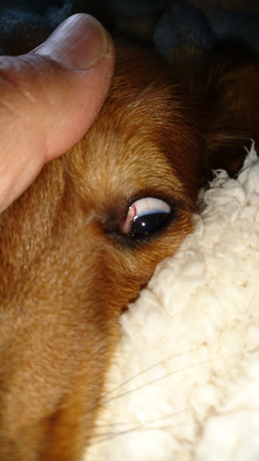 赤い が 犬 白目 片目だけ充血(犬の病気・犬の健康の相談)