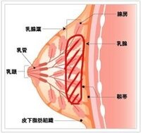 胸にしこり があります 図の赤の部分です 両胸ともです 中学生のとき Yahoo 知恵袋