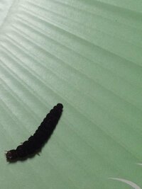 謎 ピーマンの中に虫が入っていました 蝶の幼虫みたいな黒いイモムシで Yahoo 知恵袋