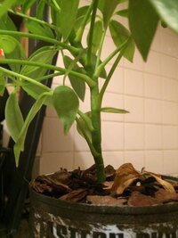 一年位前にパキラを百均で購入しました ドンドン葉が増えて大きくなってきたのです Yahoo 知恵袋