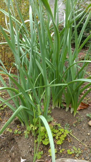 植物に詳しい方教えて下さい この写真の植物は何と言う植物でしょうか Yahoo 知恵袋